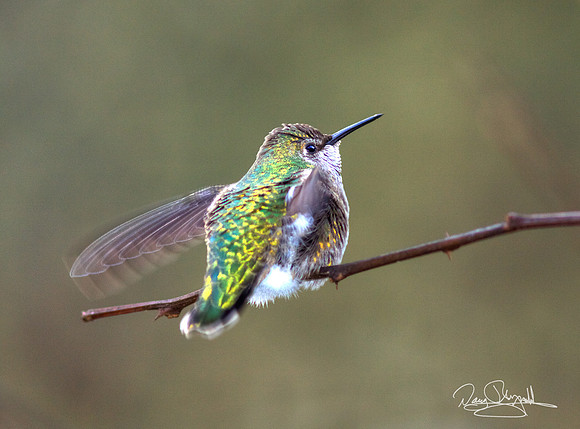 Hummingbird on a Stick
