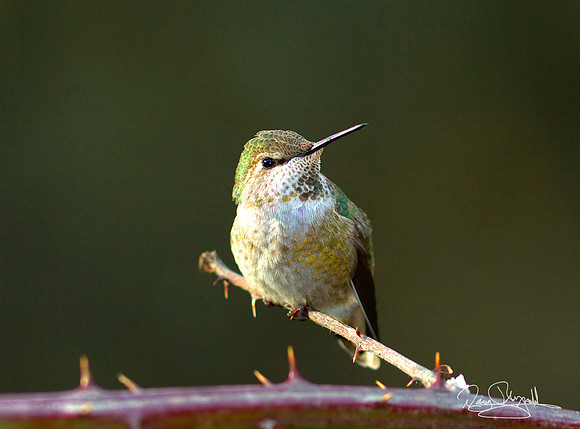 Hummingbird on a Stick