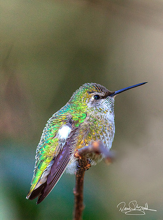 Hummingbird on a Stick