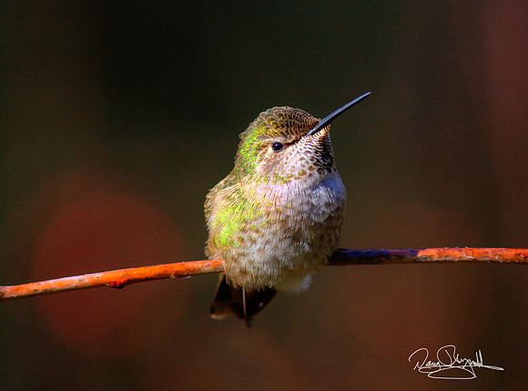 Hummingbird on a Stick