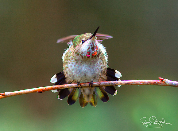Hummingbird on a Stick