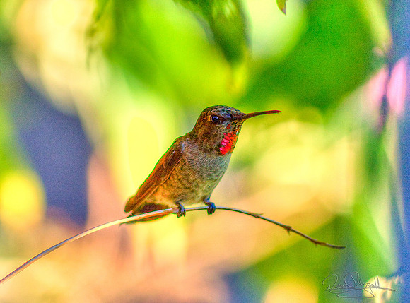 Hummingbird on a Stick