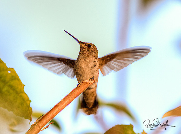 Hummingbird on a Stick