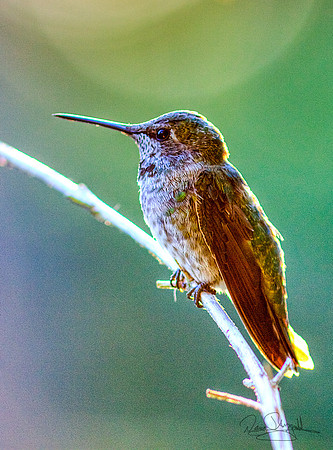 Hummingbird on a Stick