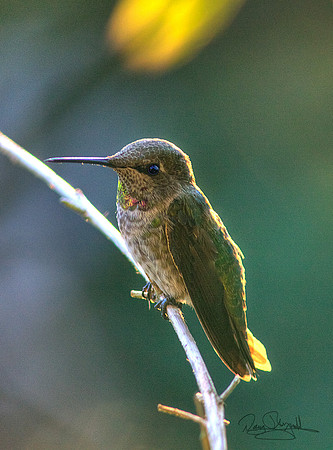 Hummingbird on a Stick