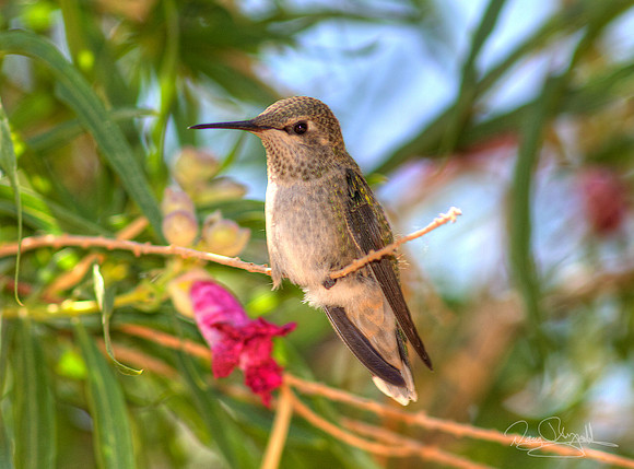 Hummingbird on a Stick
