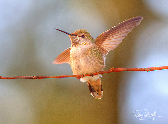 Hummingbird on a Stick