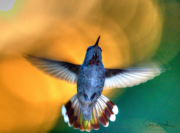Hummingbird in the Sun