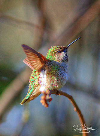 Hummingbird on a Stick