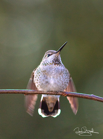 Hummingbird on a Stick