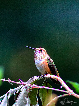 Hummingbird on a Stick