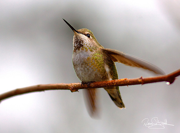 Hummingbird on a Stick