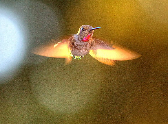Hummingbird