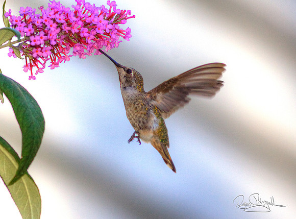Hummingbird Flying near Butterfly Bush