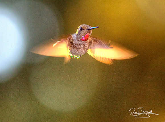 Hummingbird