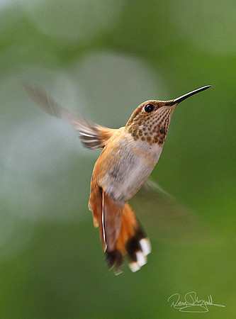 Hummingbird Flying