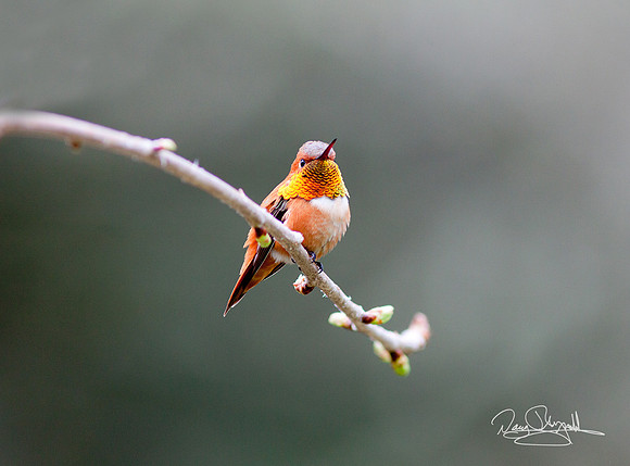 Hummingbird on a Stick
