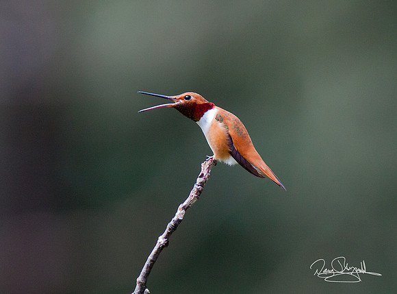 Hummingbird on a Stick