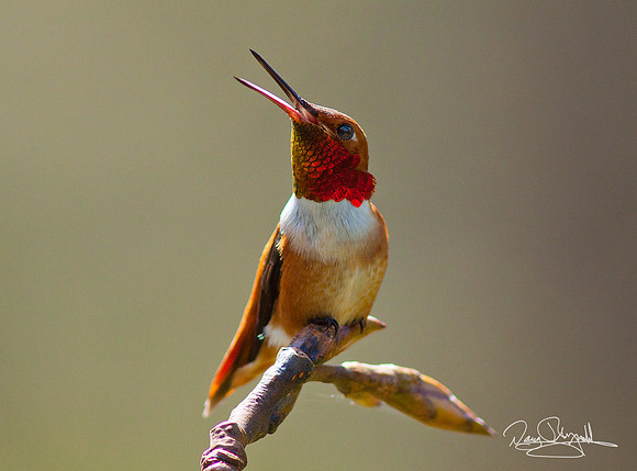 Rufus Hummingbird