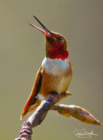Rufus Hummingbird
