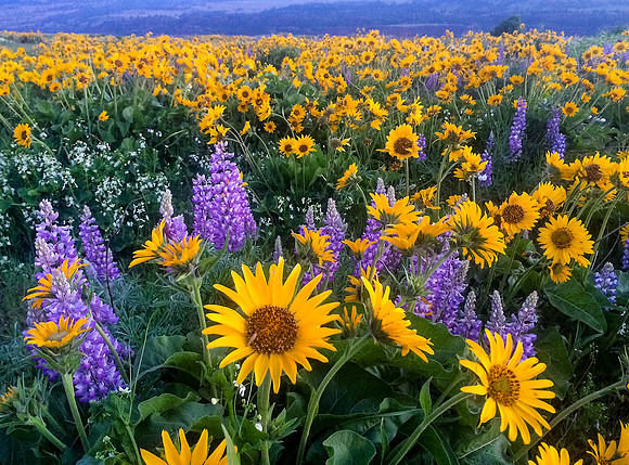 Rowena Wild Flowers
