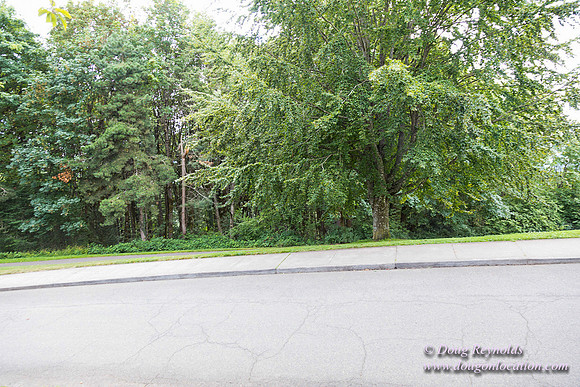 Council Crest Park View