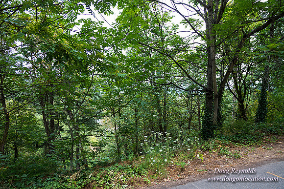 Terwilliger View 2