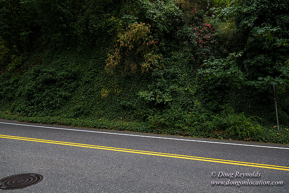 Terwilliger View 2