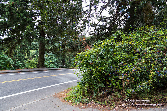 Terwilliger View 4