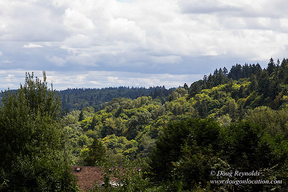 Terwilliger View 4