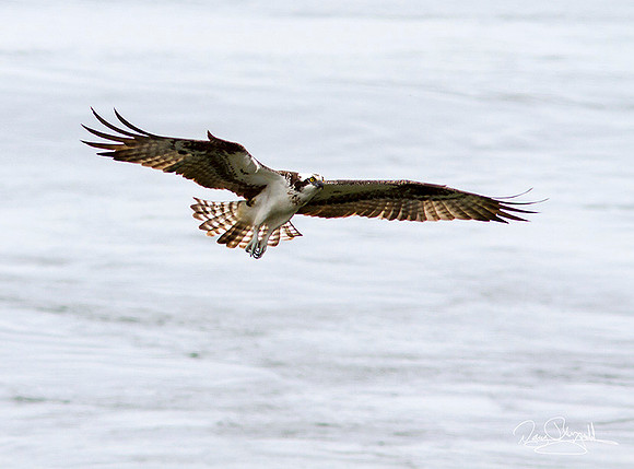 Osprey Flying