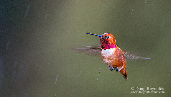 Hummingbird Rain-aj2srsz14xwm-H9205