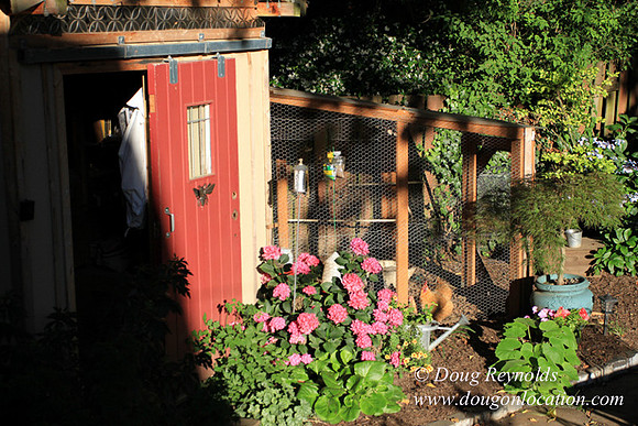Home" Bungalow, Bee's Back yard Chickens, Small,
