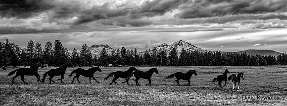 Sisters Horses