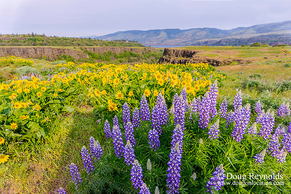 Purple Flowers Rowena