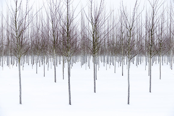 Bare Trees in Snow