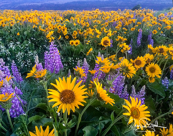 Rowena Wild Flowers