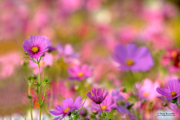 Wild Flowers