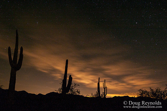 Night Sky Catus Silhouette with Stars