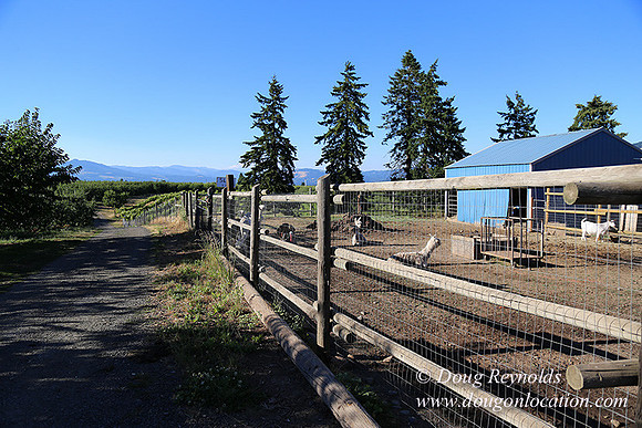 Patricks Farm Well maintained property, Lots of flowers Old Barn Farm House fruit trees Berries, Goats, Chicken’s, Turkey,