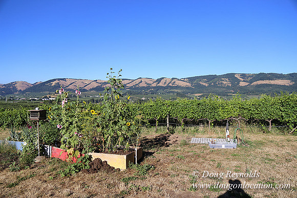 Patricks Farm Well maintained property, Lots of flowers Old Barn Farm House fruit trees Berries, Goats, Chicken’s, Turkey,