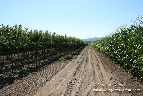 Farm 4 has Barns Shops they grow Wheat and Corn.  in the Portland Zone