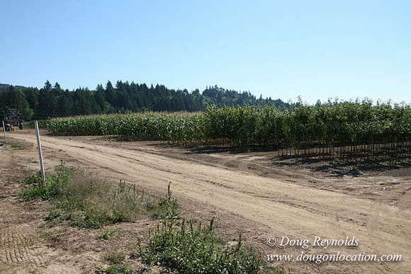 Farm 4 has Barns Shops they grow Wheat and Corn.  in the Portland Zone