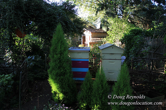 Home" Bungalow, Bee's Back yard Chickens, Small,