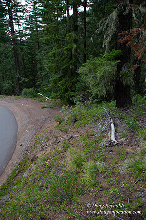 Road M384P