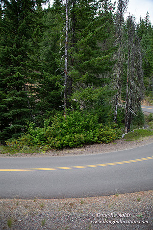 Road M384P
