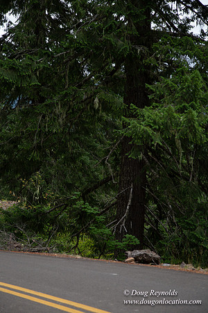 Road M384P