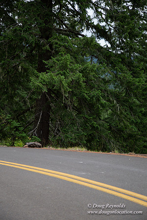 Road M384P