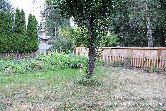 Jeramiah's Backyard-1662