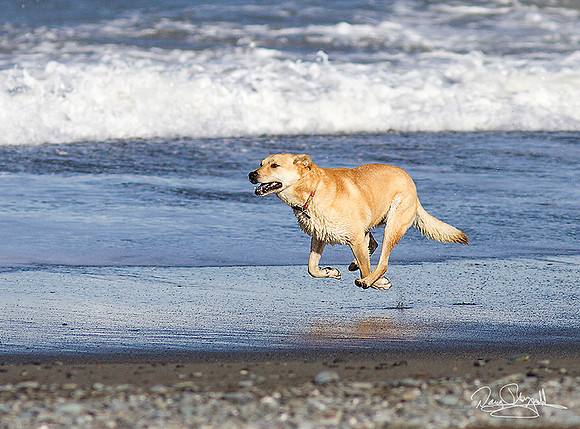 Golden Lab dog running on Beach